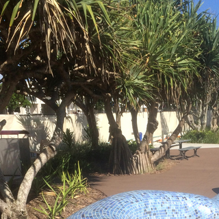 TerraCottem Soil Conditioner in Salt Village NSW Australia - Before Photo