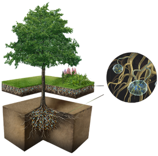Water absorbtion diagram