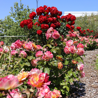 Spring Garden Planting: Prepare Your Soil for Stronger, Healthier Growth