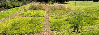 How TerraCottem Supported Sustainable Lawn Research at UWA