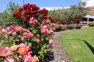 A curved garden bed filled with blooming rose plants in shades of red, pink, and peach, planted in a mulch bed next to a green lawn under a clear blue sky.