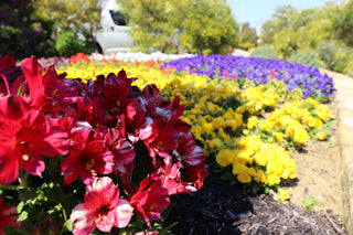 TerraCottem Soil Conditioner at Ocean Gardens Retirement Village in Western Australia