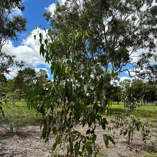 TerraCottem universal Soil Conditioner Bundaberg Golf Queensland Australia